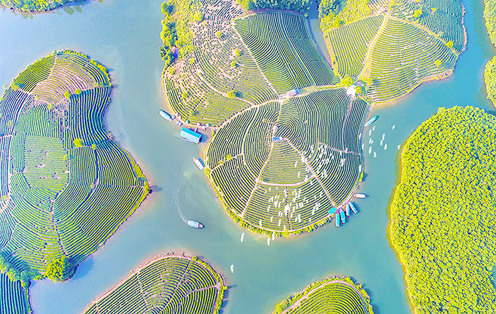 Đảo chè Thanh Chương xanh bát ngát, được bao quanh bởi hồ nước trong xanh. ���nh: Nguyễn Thanh Hải